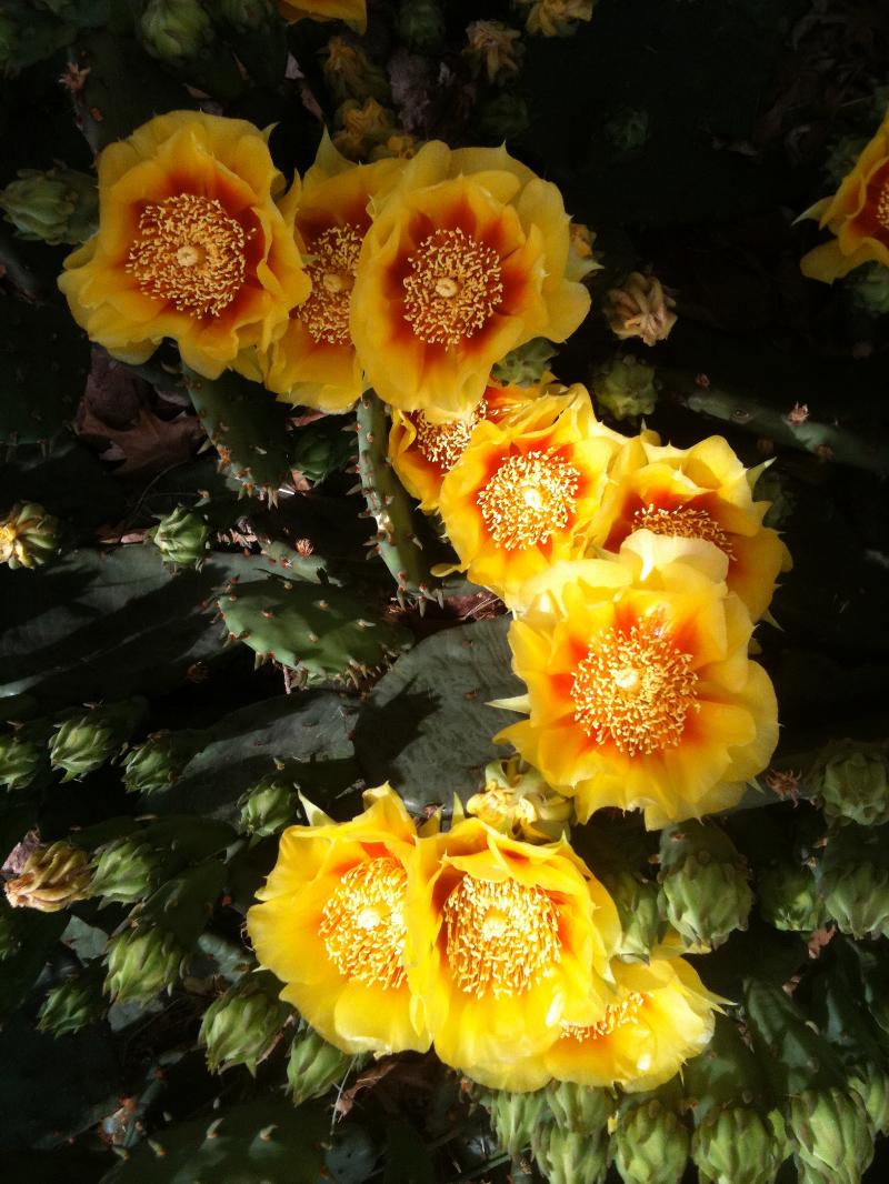 Cactus Flowers